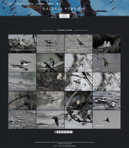 moje ptaki galeria