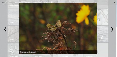 moje ptaki pojedyncze zdjecie